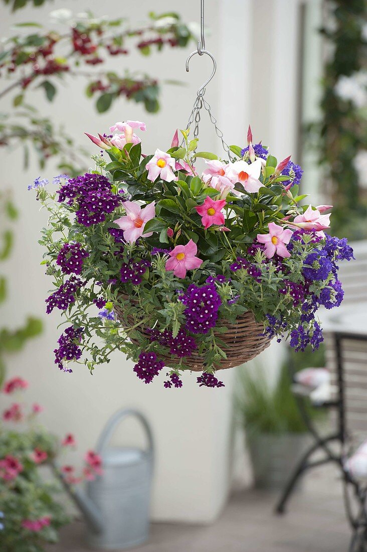 Plant basket with Mandevilla and Verbena