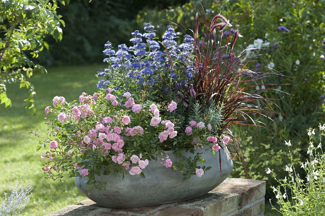 Rosa 'The Fairy' (ground cover rose), Pennisetum rubrum