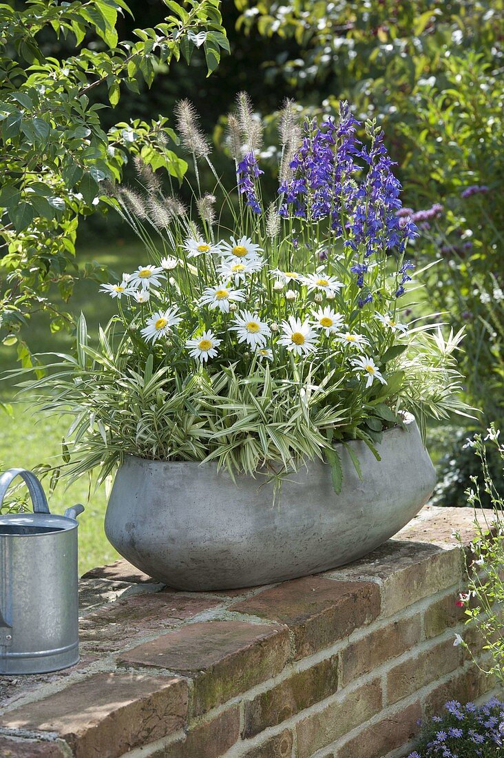 Pleioblastus variegatus (bush bamboo), Leucanthemum superbum 'Angel'.