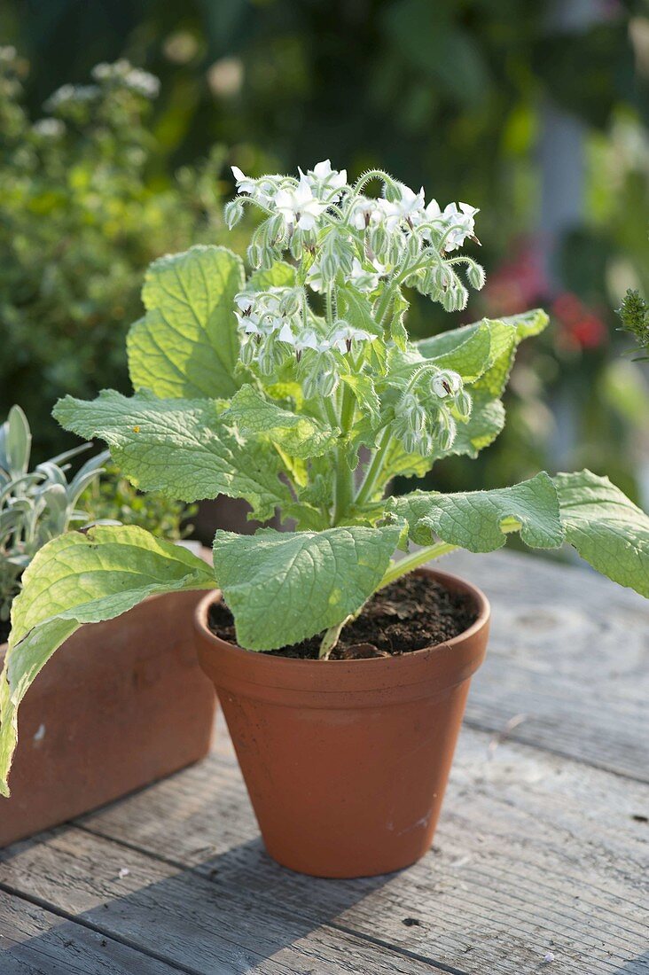 White-flowered borage (Borago officinals 'Alba') in clay pot