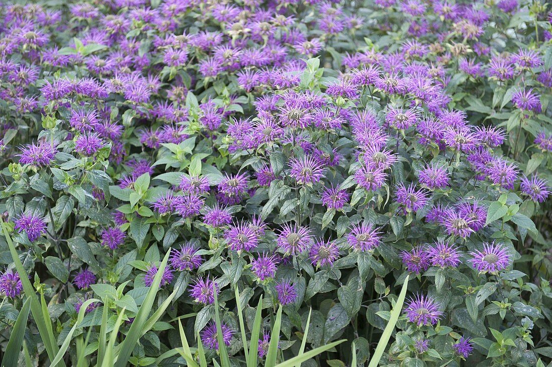 Monarda fistulosa (Indianernessel)