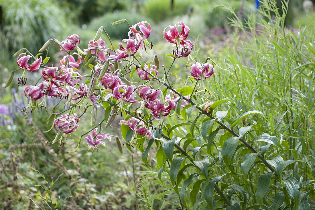 Lilium Orient -Hybr 'Black Beauty' (Lilies)