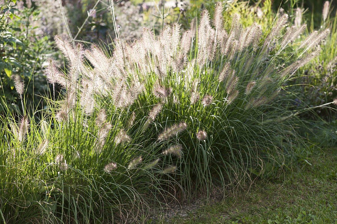 Pennisetum alopecuroides 'Hameln' (feather bristle grass)