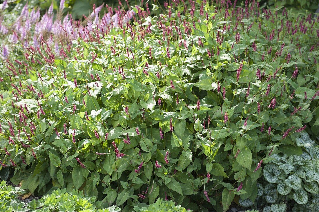 Polygonum amplexicaule 'Atropurpureum'-Kerzen-Knöterich, Schlangen-Knöterich