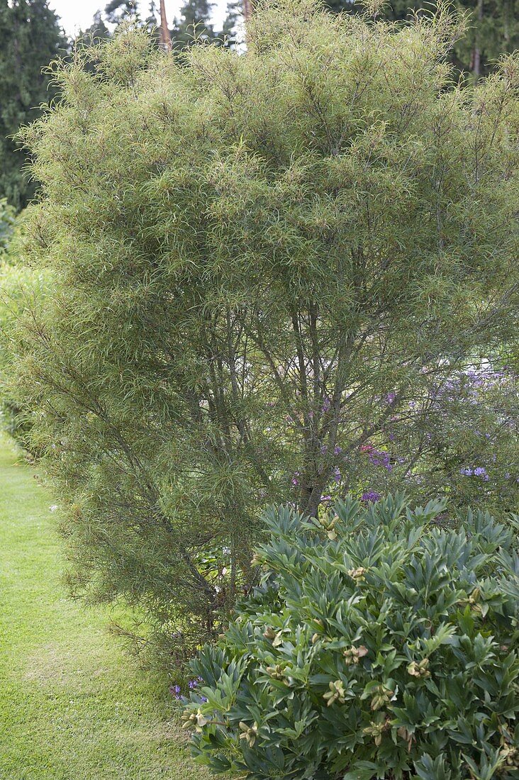 Rhamnus Frangula 'Asplenifolia' (slit-leaved alder)