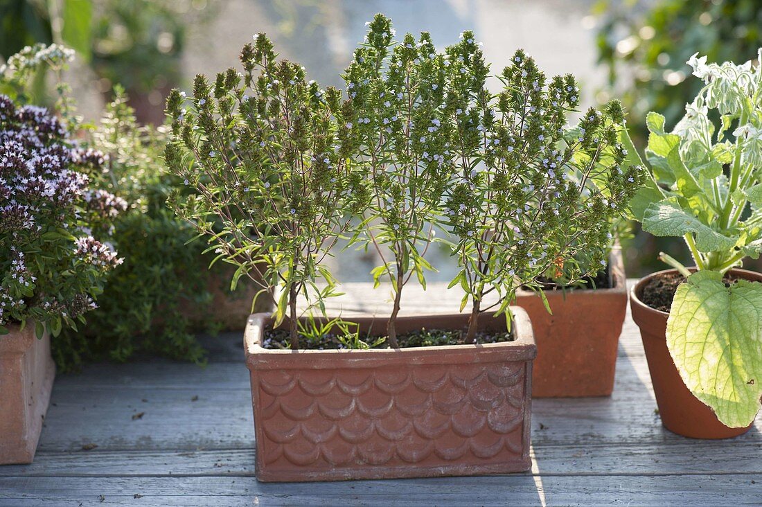 Annual savory (Satureja hortensis) in terracotta box