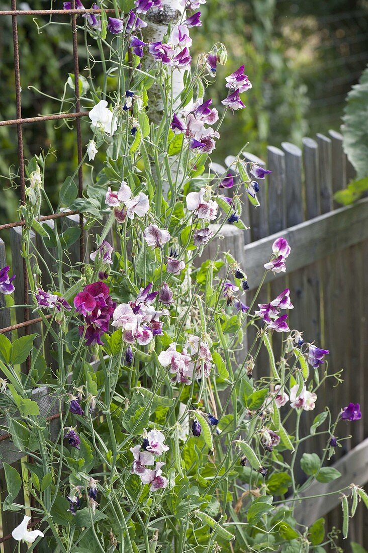 Plant sweet pea on trellis