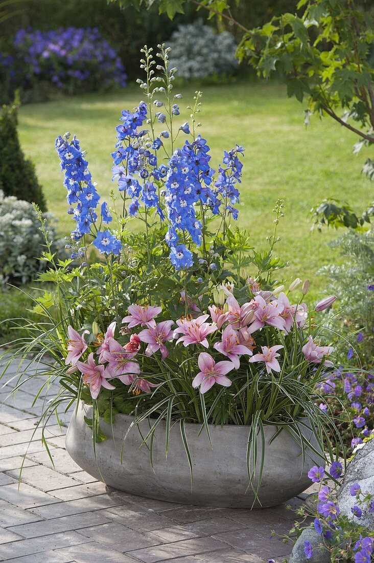 Graue Schale mit Delphinium (Rittersporn), Lilium asiaticum 'Mount Duckling'