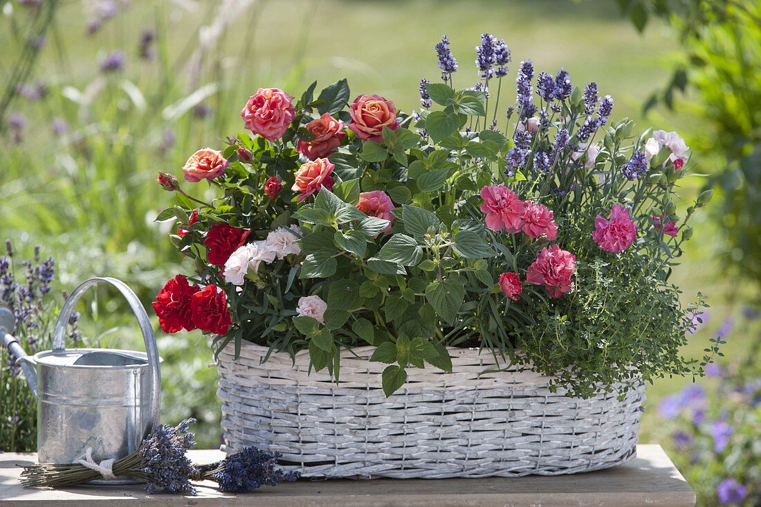 Basket box with Rosa (pot rose), Dianthus carophyllus (carnations)