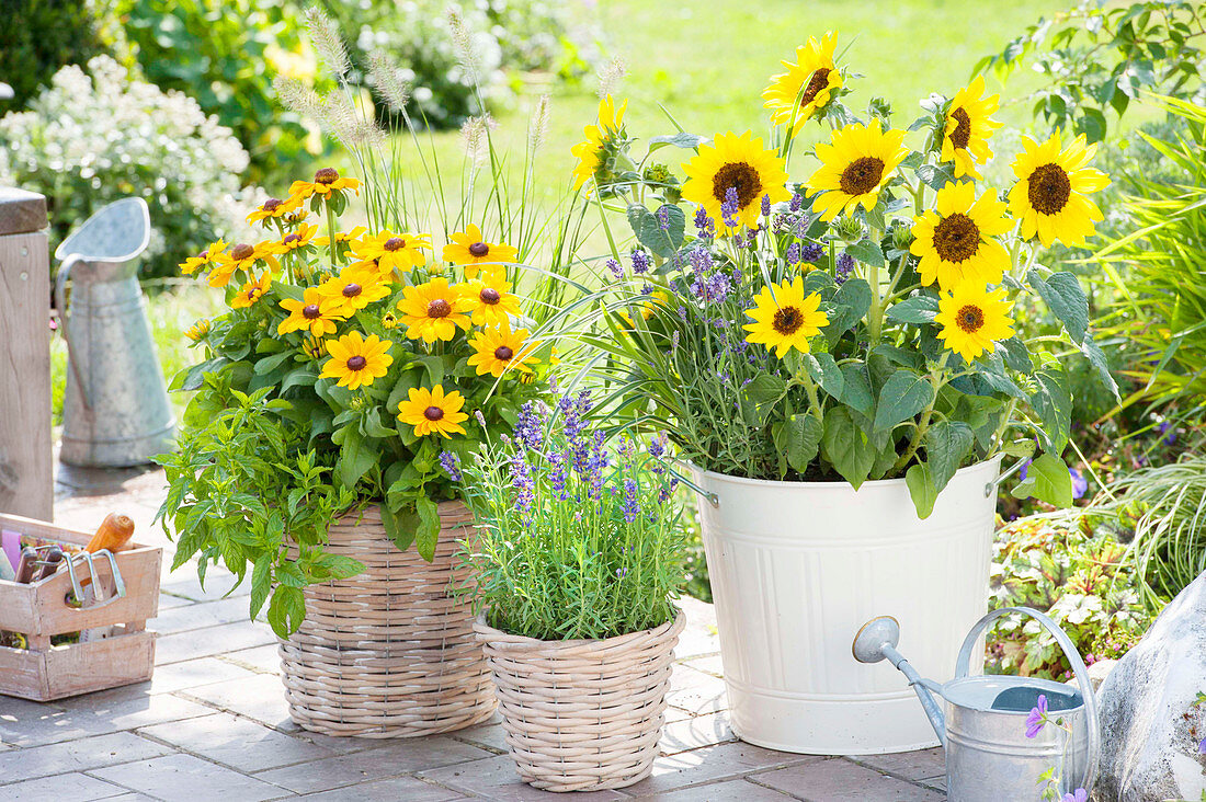 Helianthus 'Bert F1' (Sunflower), Rudbeckia hirta 'Toto Gold'