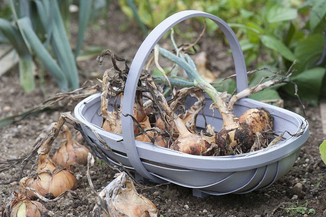 Harvesting onions and braising onion braids