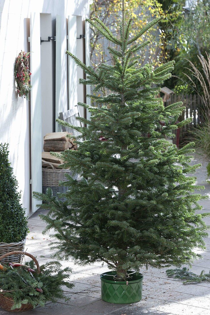 Placing and decorating Christmas tree in stand