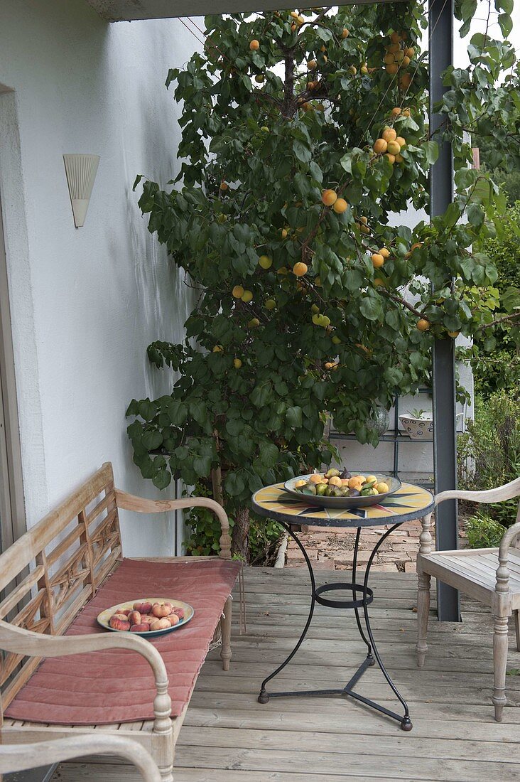 Aprikosenbaum (Prunus armeniaca) an Hauswand