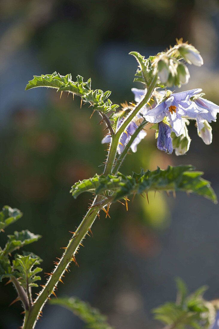 Litschitomate (Solanum sisymbriifolium)