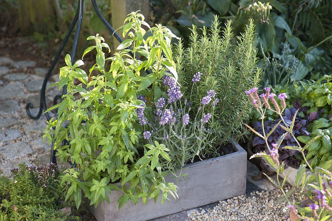 Grey balcony box with lemon verbena, Vervaine