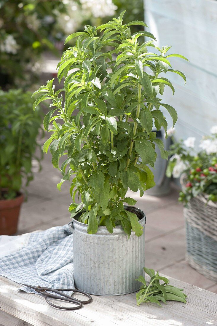 Stevia rebaudiana (also known as sweet herb or honey herb)