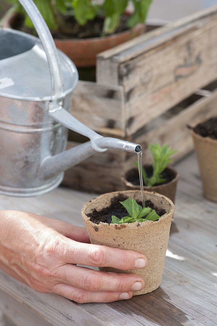 Propagate Stevia by cuttings