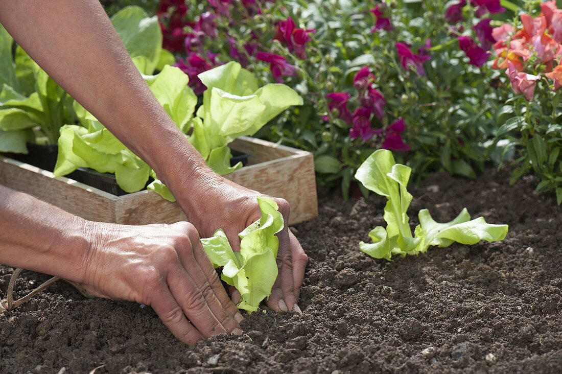 Planting lettuce in the bed in late summer