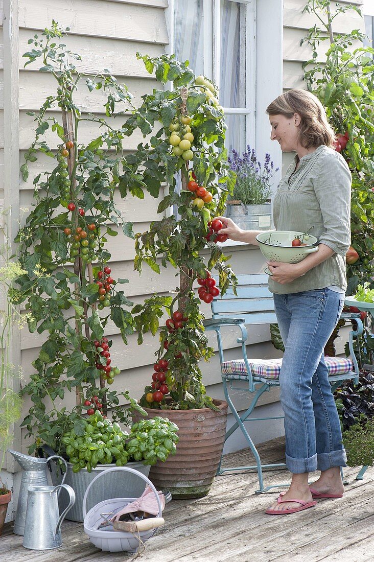 Tomatoes (Lycopersicon) in a pot, underplanted with basil