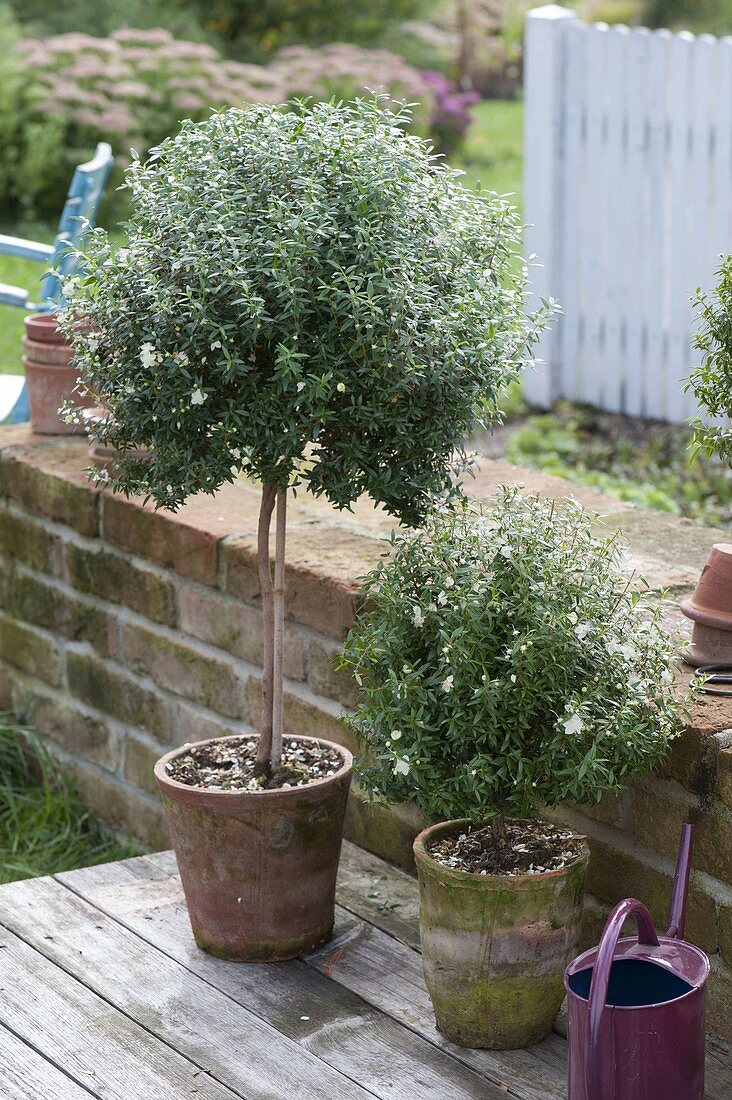 Myrtus communis (Bride's Myrtle, Myrtle) Stems in Terracotta