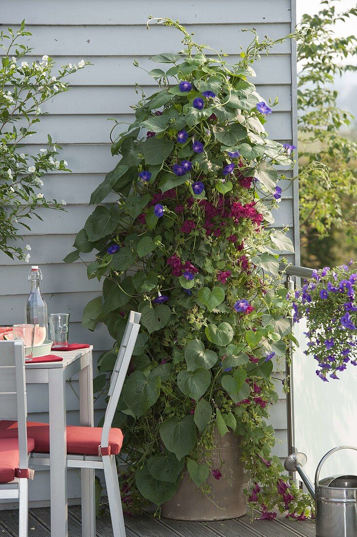 Ipomoea tricolor (Prunkwinde) und Asarina (Kletterndes Löwenmäulchen)