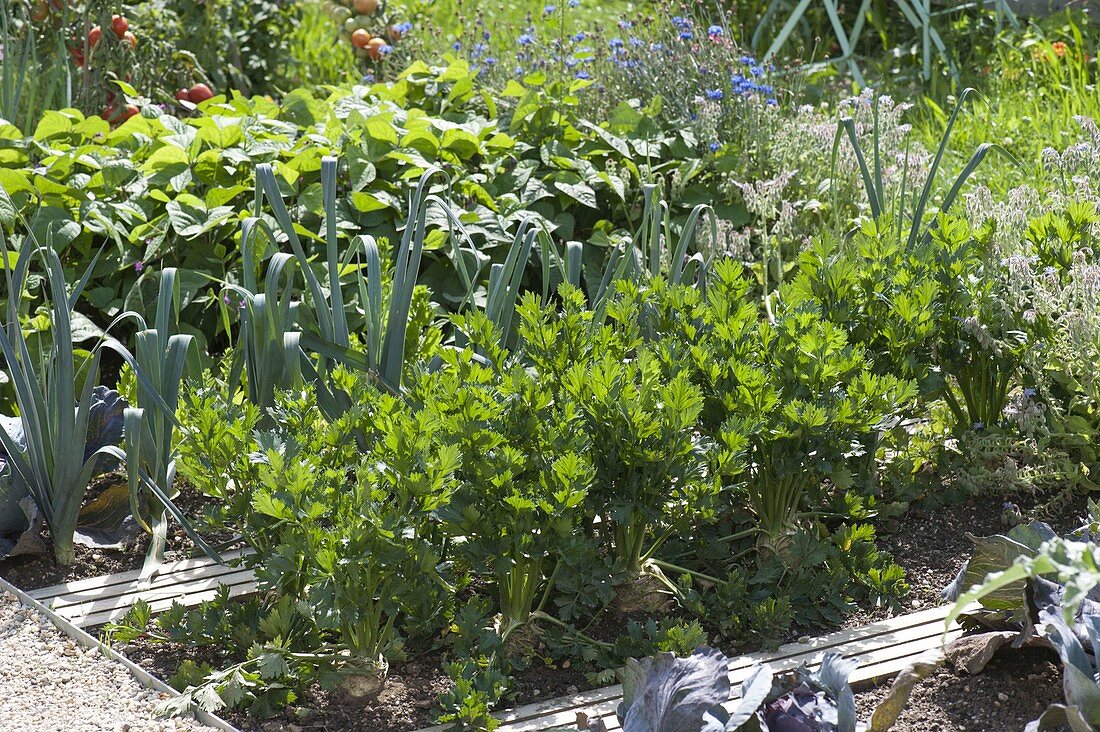 Mixed culture in the organic garden