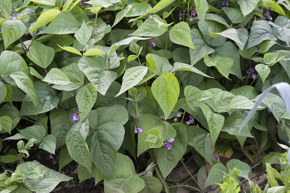 Buschbohne 'Royal Burgundy' mit violetten Blüten (Phaseolus)