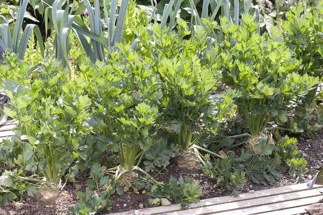 Celeriac (Apium graveolens) in the bed