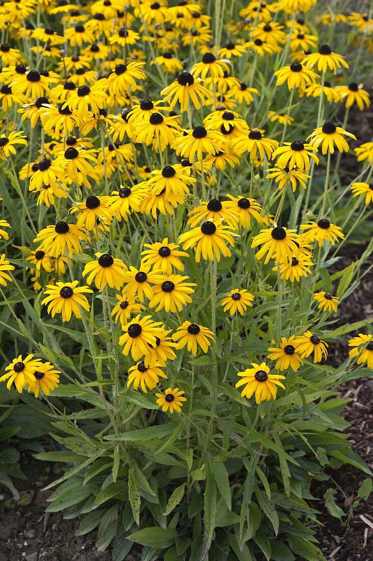 Rudbeckia fulgida 'Goldsturm' (coneflower)