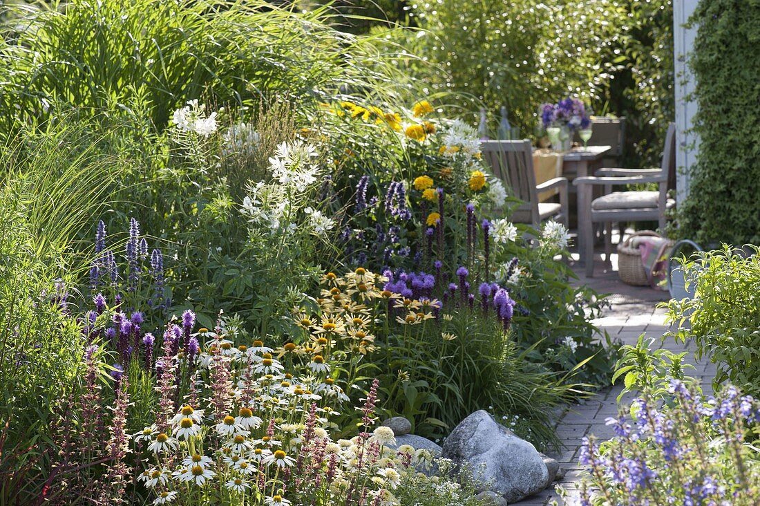 Agastache 'Summer Glow' 'Blue Fortune' (Duftnessel), Echinacea purpurea