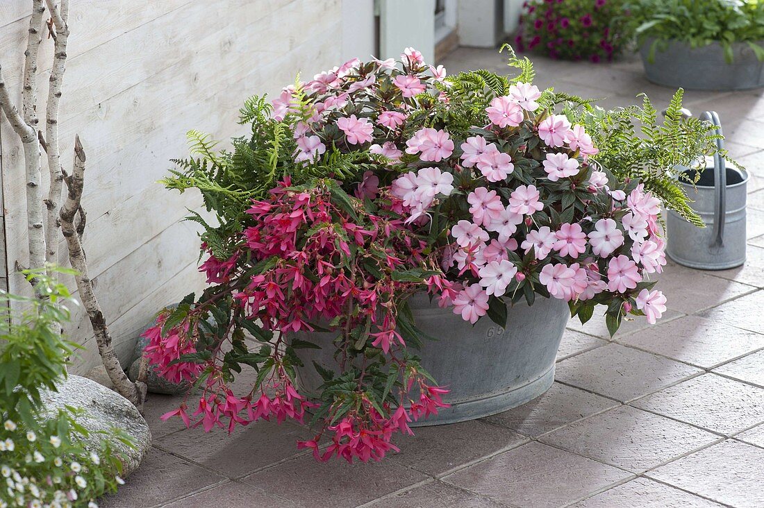 Old zinc tub planted with Impatiens New Guinea