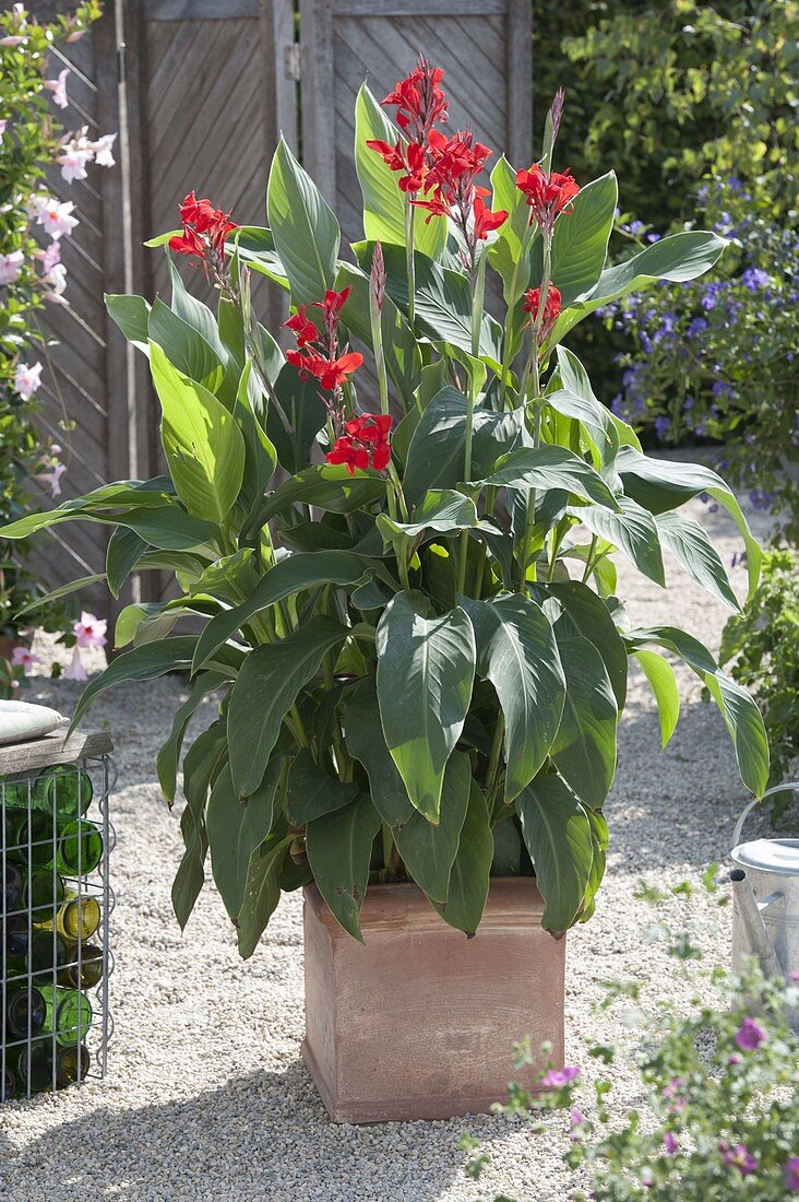 Red flowering Canna indica (Indian flower cane)