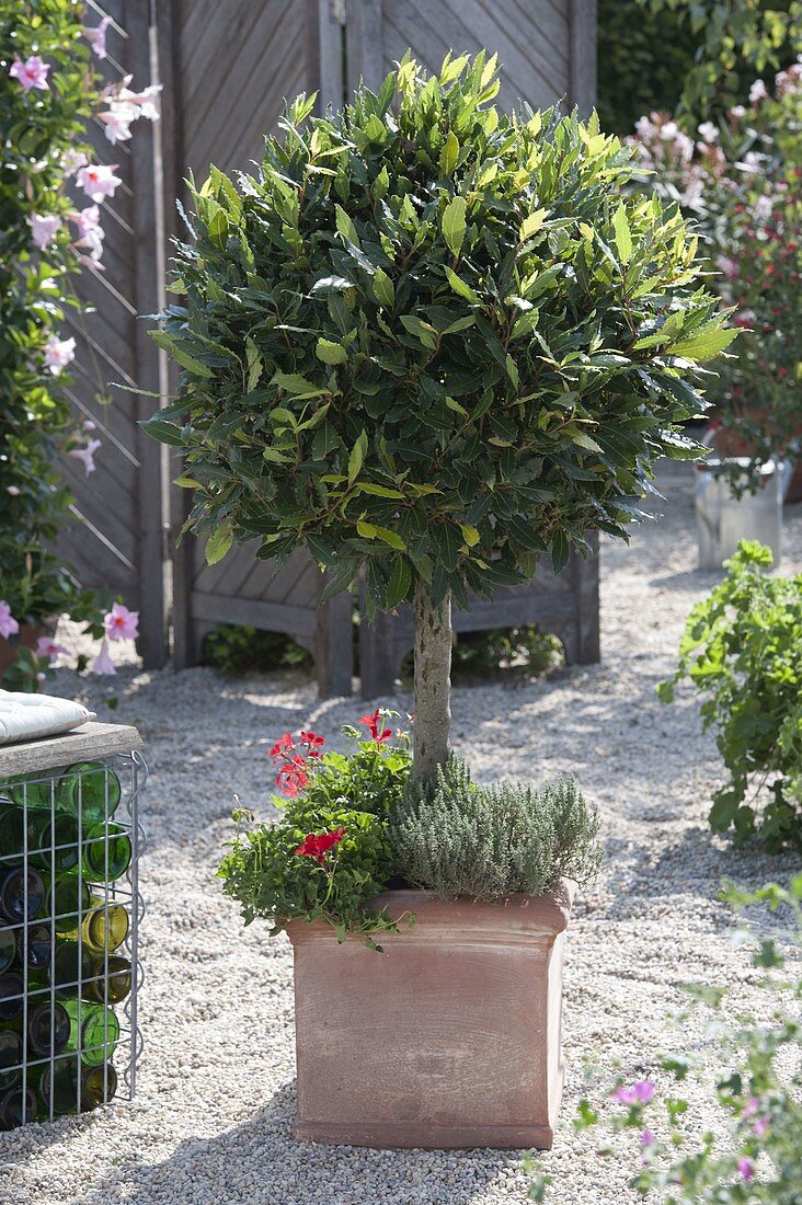 Laurel, Laurel tree planted with Pelargonium