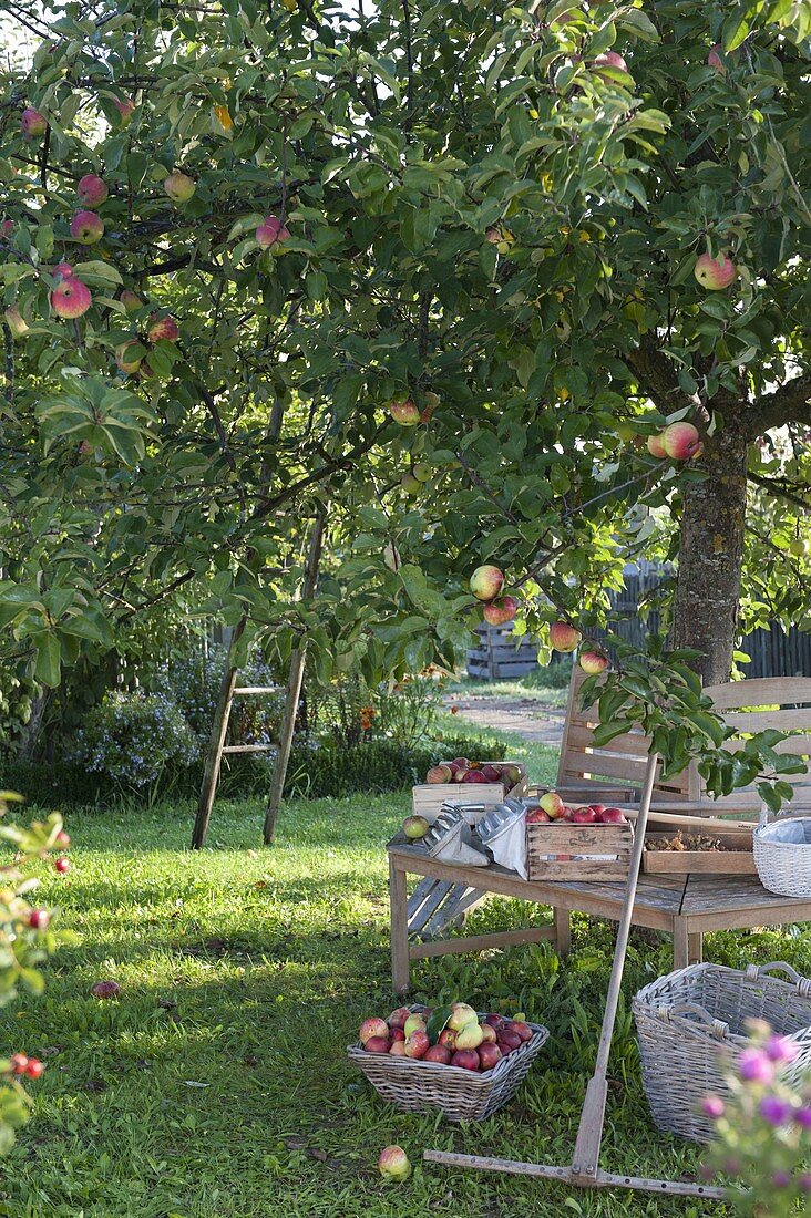 Apfelernte: Frau pflückt Äpfel (Malus), Kisten mit frisch gepflückten Aepf