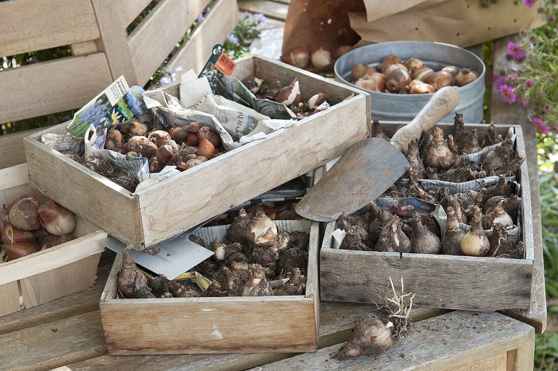 Bulbs of early season flowers in wooden boxes