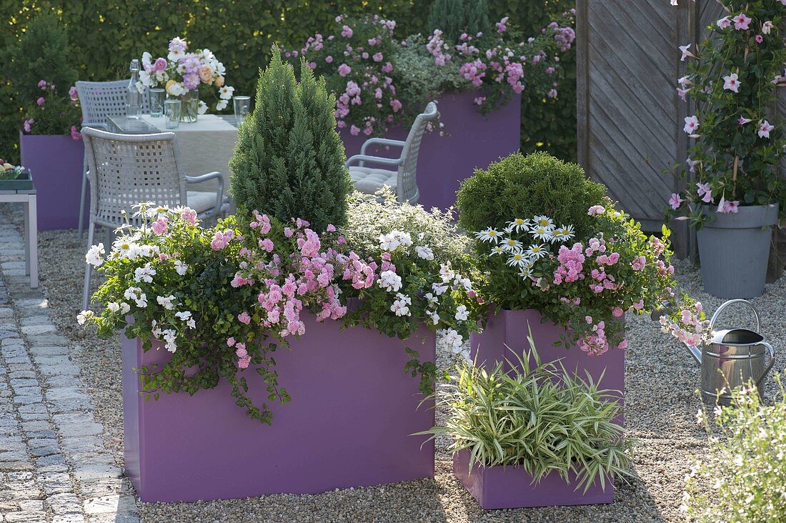 Large purple pots to border the gravel terrace