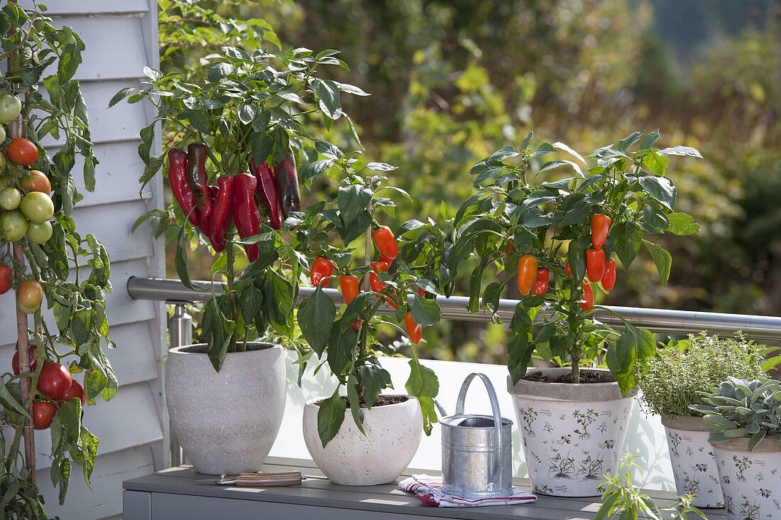 Snackpaprika 'Luigi' 'Daisy' (Capsicum annuum), Tomate (Lycopersicon)