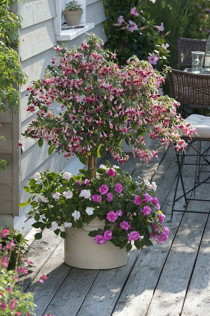 Schatten-Terrasse mit Fuchsia (Fuchsie) Stamm, unterpflanzt mit Impatiens