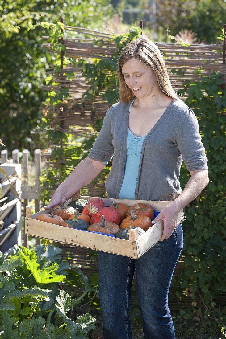 Frau mit frisch geernteten Kürbissen (Cucurbita) in Obststiege