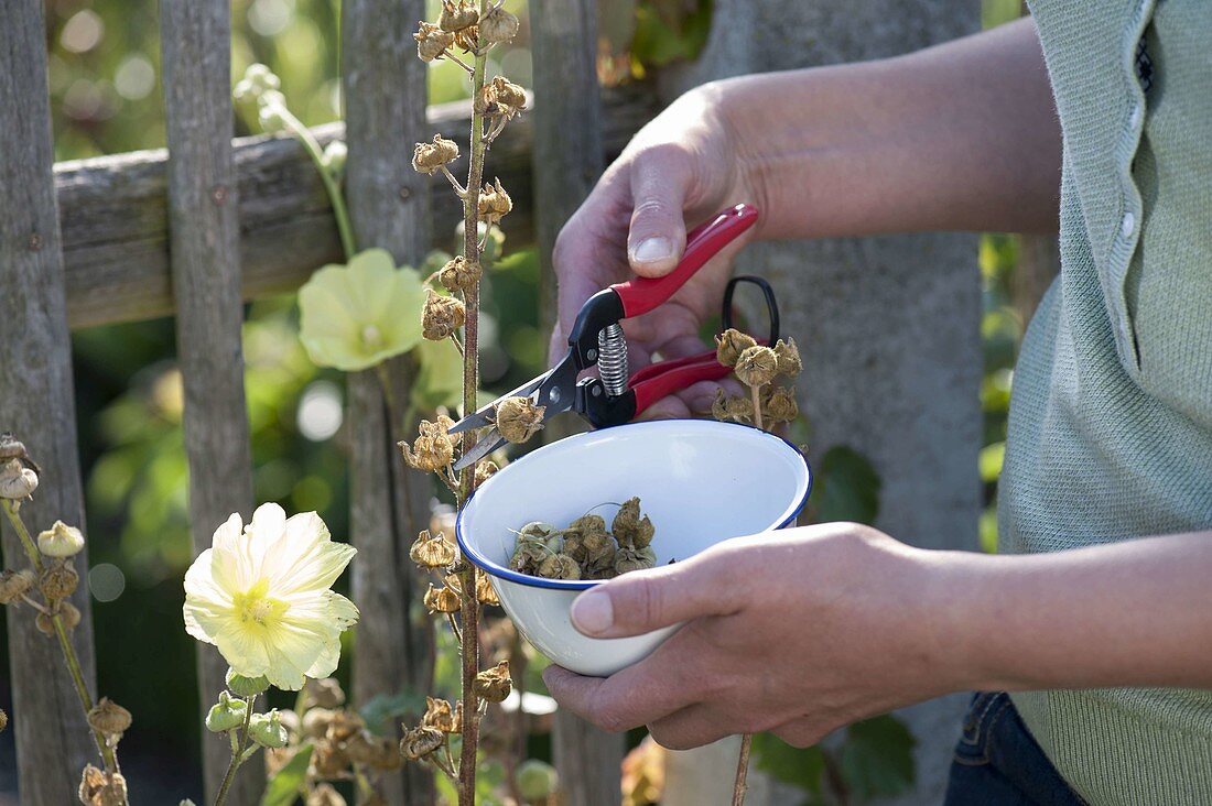 Woman harvesting Alcea rugosa seeds