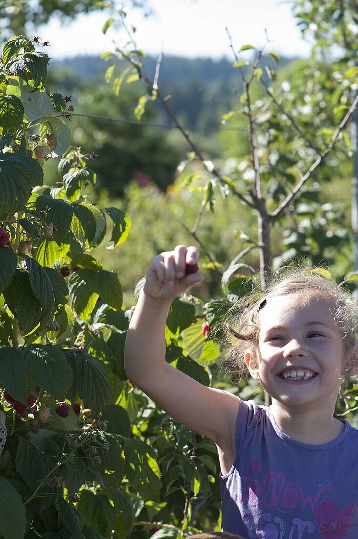 Girl picking raspberries (Rubus)