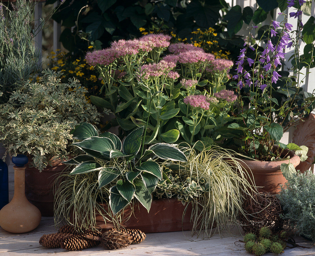 Sedum spectabile, Campanula, Carex hachijoensis 'Evergold'