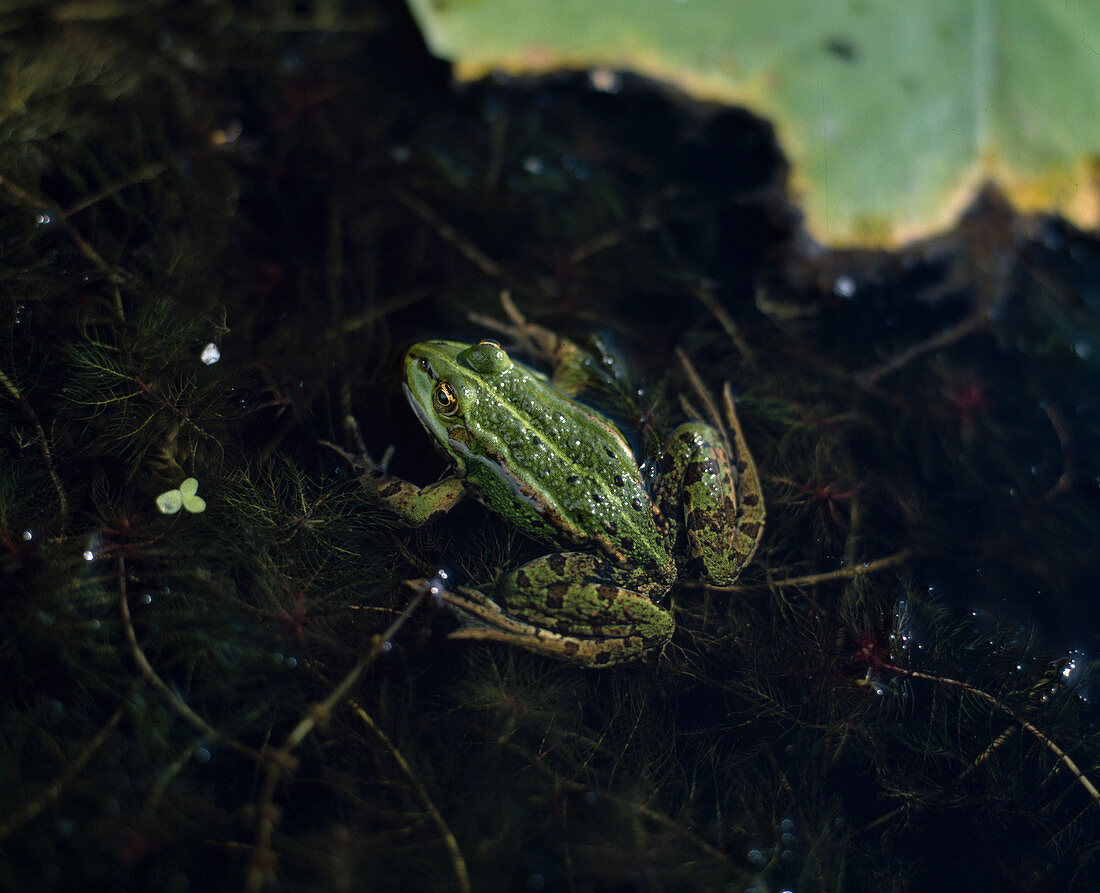 Water frog (Rana esculenta) at the pond