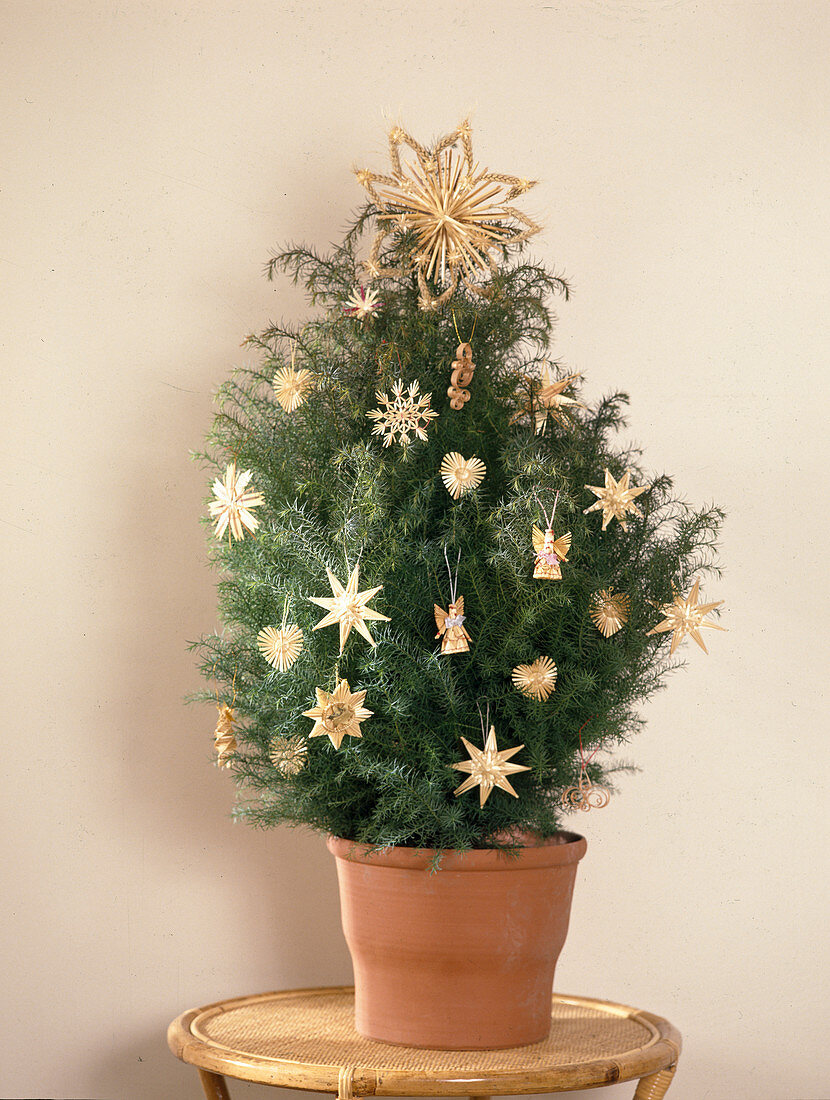 Cryptomeria japonica (Sicheltanne) als lebendiger Weihnachtsbaum