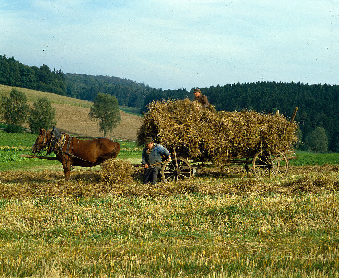 Bringing in hay with horses and ladder wagon like in grandma's days