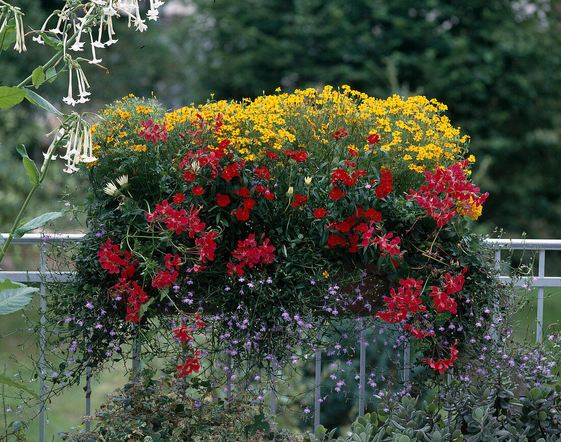 Tagetes tenuifolia 'Gnome', Lobelia erinus 'Richardii'