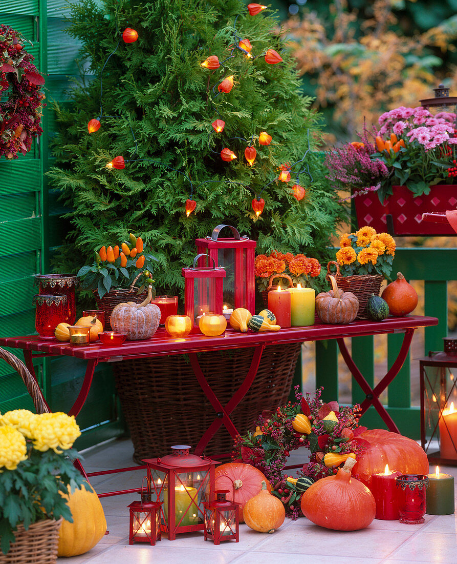 Red bank with Cucurbita (pumpkins), Chrysanthemum, Capsicum (ornamental peppers)