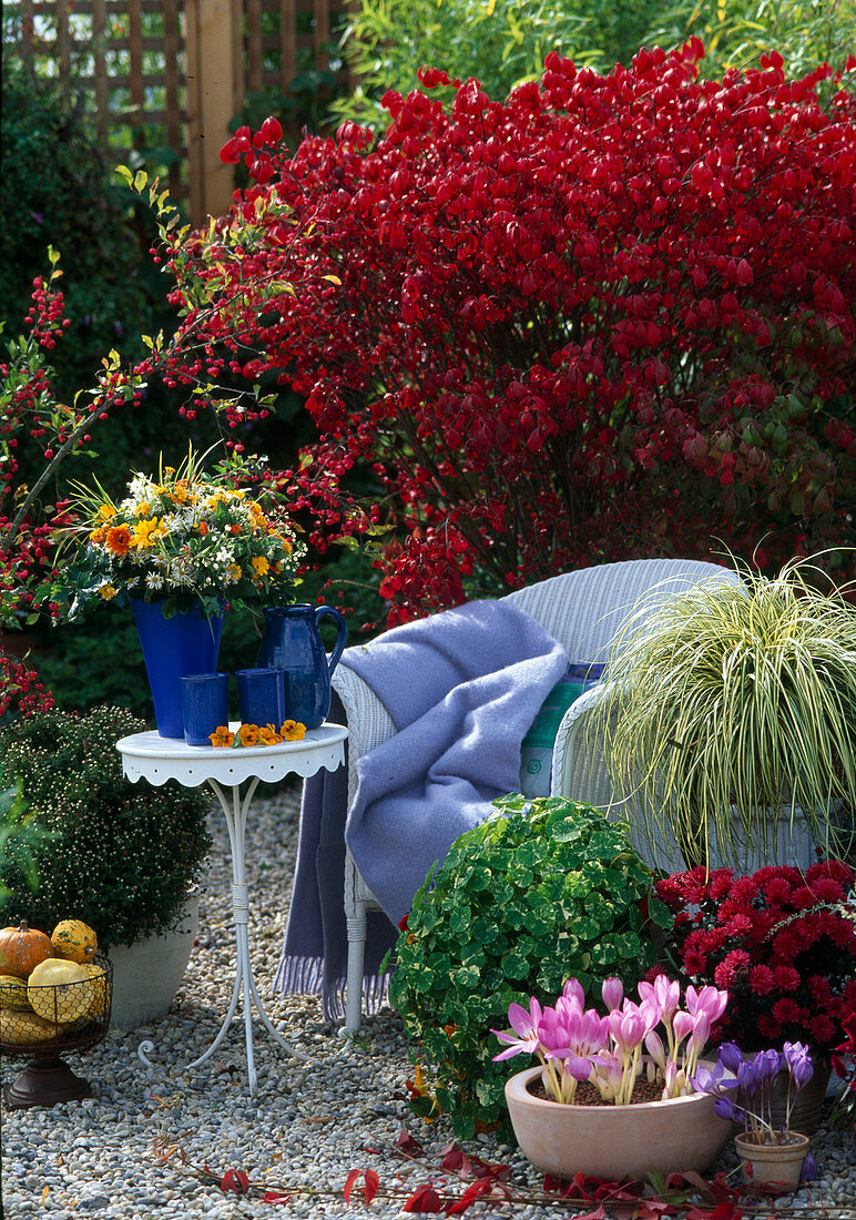 Euonymus alatus (spindle bush), Carex, Tropaeolum Majus, Colchicum (autumn crocus)