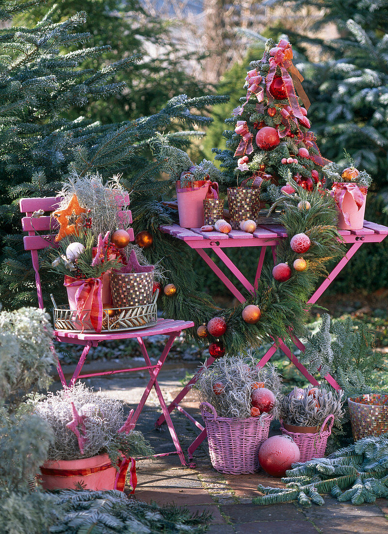 Abies (bound tree of Nobilistanne with red tree ornaments, garland)