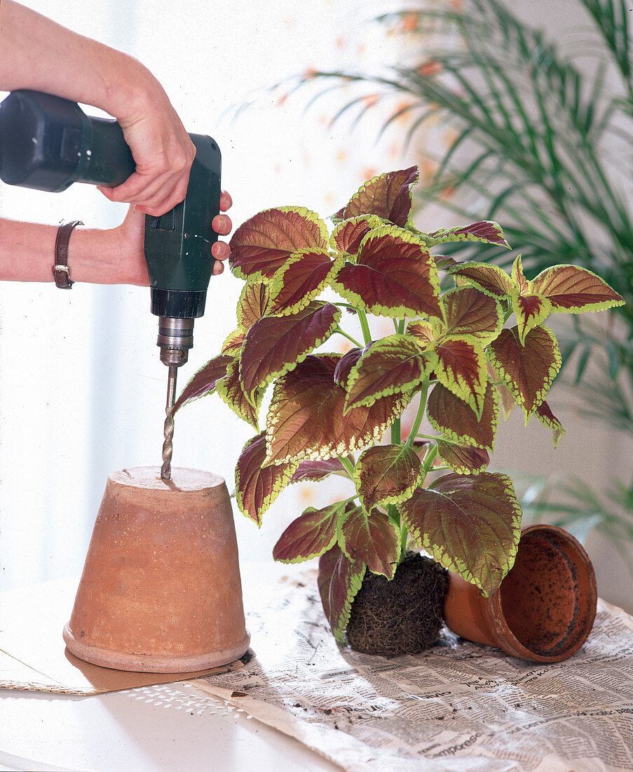 Before repotting Coleus blumei (coloured nettle) drain hole